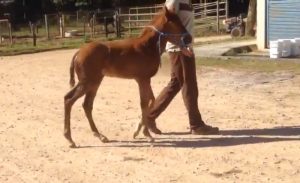 Procedimento cirúrgico permitiu correção de deformação óssea de potra