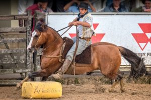 Bocal de Ouro apresenta novos expoentes da raça Crioula