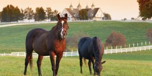 Como lidar com diferentes tipos de cavalos