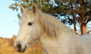 Conheça as zonas de perigo do seu cavalo