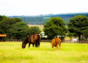 Haras Sacramento comemora 40 anos com prova de Rédeas e leilão