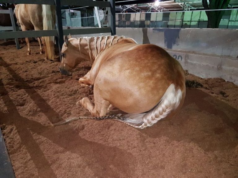 Dica para uma boa cama para seu cavalo