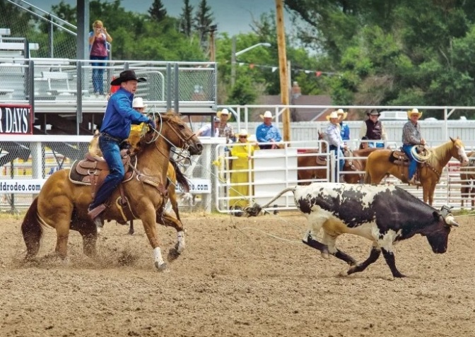 Nokota é uma raça de cavalo rara na América do Norte - Team Roping Brasil