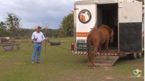 Embarcar cavalo em trailer requer técnica?