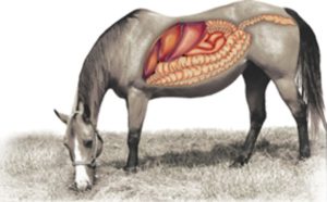 Fisiologia gástrica do equino e a propensão por úlceras