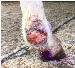 Habronemose Cutânea Equina