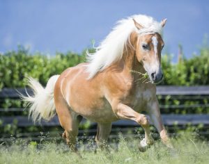 Cavalos Haflinger são pequenos, musculosos e elegantes