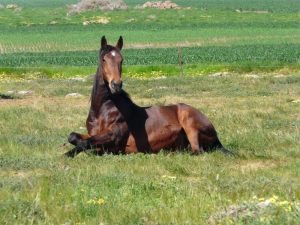 Impactação ou Compactação intestinal em Equinos