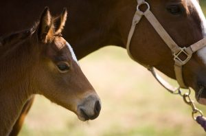 Manejo ambiental das embalagens de medicamentos veterinários