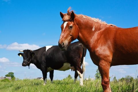 O melhor amigo de um cavalo