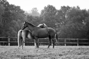 Tétano: Seu cavalo sob ameaça