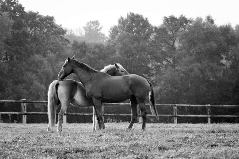 Tétano: Seu cavalo sob ameaça