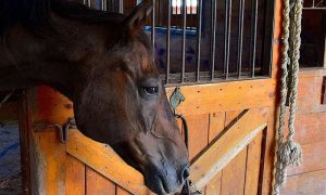 Uma lista de checagem para limpeza de seu celeiro