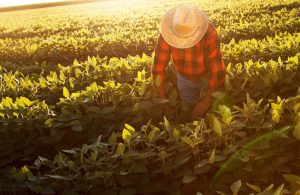 Agro: reforma da previdência para o trabalhador rural