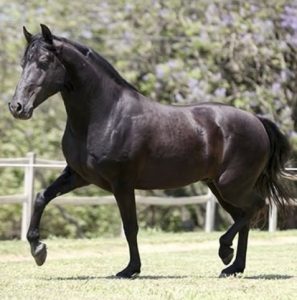 Na hora de comprar, busque um cavalo manso