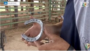 Ferradura tipo bacia para casco estropiado