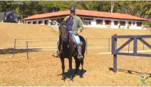 Cavalos de cavalgada são treinados para não se assustarem