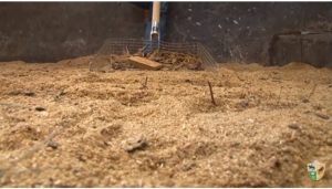 TV UC – Manejo de cama de serragem