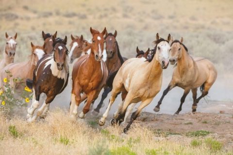Sobre a essência de pessoas e cavalos