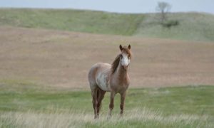 Cinco fatos interessantes sobre cavalos Nokota