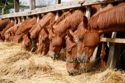 A importância da alimentação no desempenho do cavalo atleta