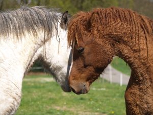 Curly Horse, a raça de cavalos de pelos encaracolados