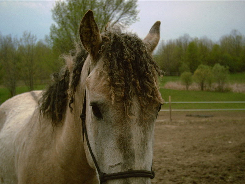 Curly Horse