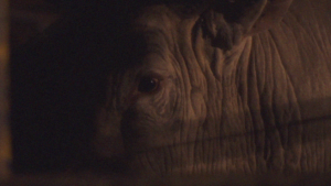 Uma série brasileira sobre rodeio contará as histórias dos nossos atletas