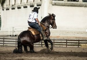 Uruguai realiza seletiva do cavalo Crioulo para final do Freio de Ouro