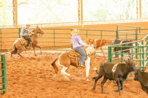 Segunda etapa Oficializadas Ranch Sorting e Team Penning da Liga Leste