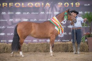 Lages e Alegrete definem mais finalistas para Morfologia da Expointer