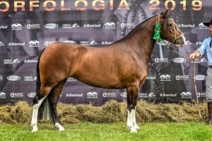 Cavalo Crioulo constrói seu espaço e realiza Passaporte de Uberaba