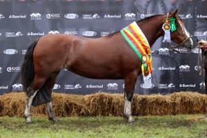 Uruguaiana definiu classificados para a Morfologia na Expointer