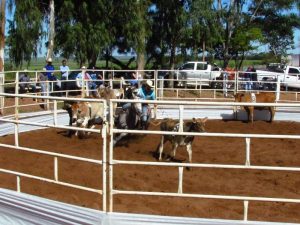 Copa West Wind de Ranch Sorting encerrou temporada 2018/2019