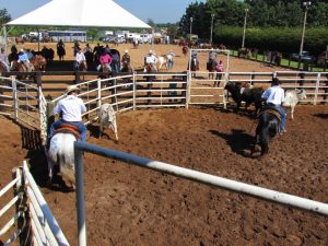 Brasileiro de Ranch Sorting seguiu calendário com Copa West Wind