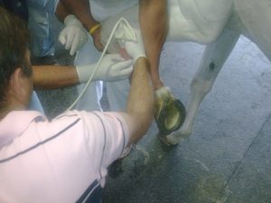 Terapia eficaz na recuperação de lesões de animais atletas