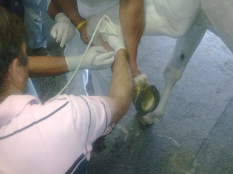 Terapia eficaz na recuperação de lesões de animais atletas