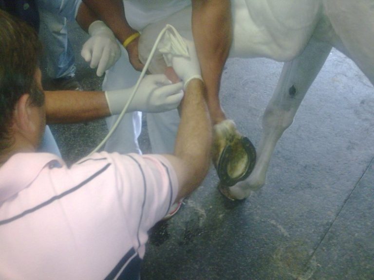 Terapia eficaz na recuperação de lesões de animais atletas