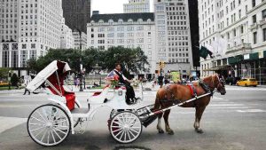 Cavalos trabalham para alegrar turistas no famoso Central Park