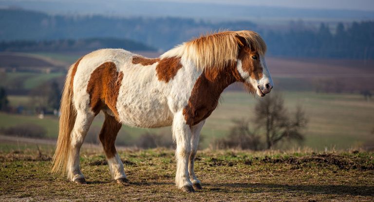 cavalo Islandês