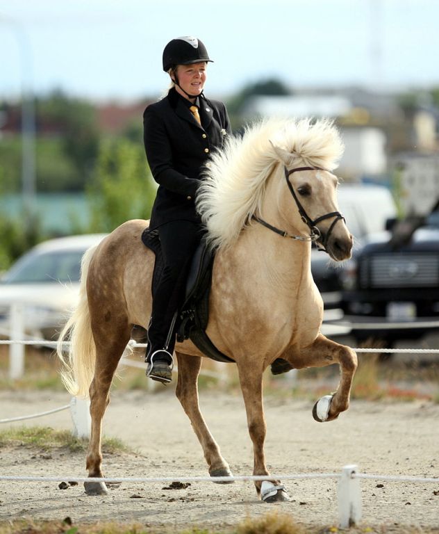 cavalo Islandês