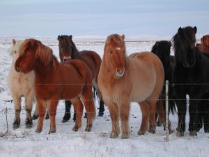 O cavalo Islandês é parte da cultura da Islândia até os dias de hoje