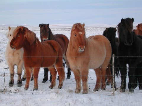 O cavalo Islandês é parte da cultura da Islândia até os dias de hoje