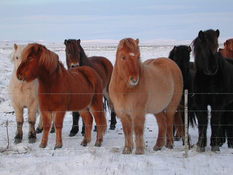O cavalo Islandês é parte da cultura da Islândia até os dias de hoje