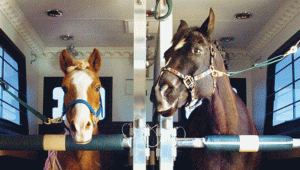 GTA: Documento que realiza movimentação de equinos – parte 2