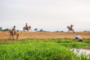 Vivendo a cultura pantaneira