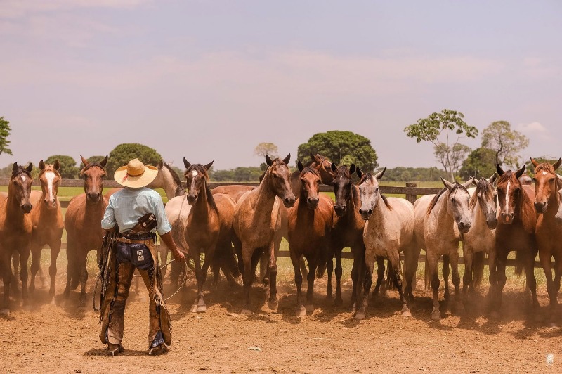 Dia do Pantanal: Cavalgadas são aventura certa para viver um pouco da  cultura do homem pantaneiro – Turismo MS