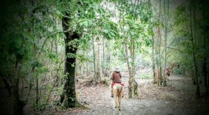 Aventura a Cavalo na Amazônia – Viagem a cavalo na Ilha do Marajó