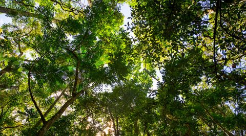 Governo aprova Plano Nacional de Florestas para fortalecer o setor