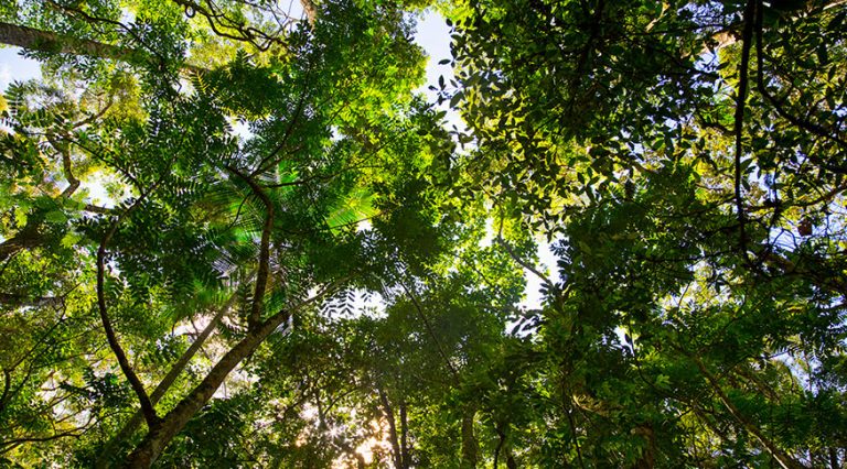Governo aprova Plano Nacional de Florestas para fortalecer o setor